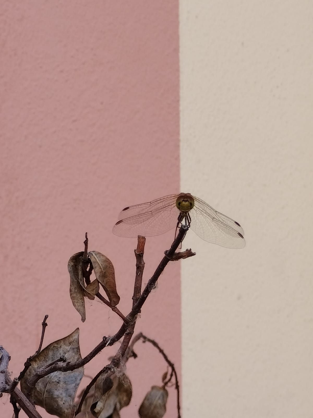 libellula al vento