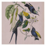 love bird susumu yokota